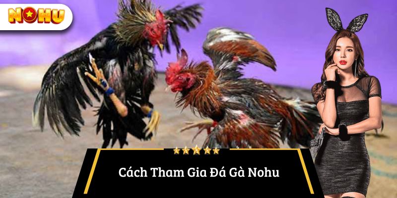 Cách Tham Gia Đá Gà Nohu