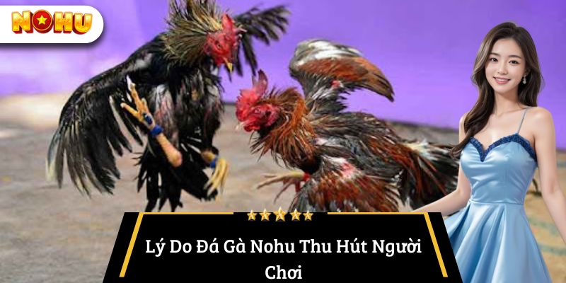 Lý Do Đá Gà Nohu Thu Hút Người Chơi